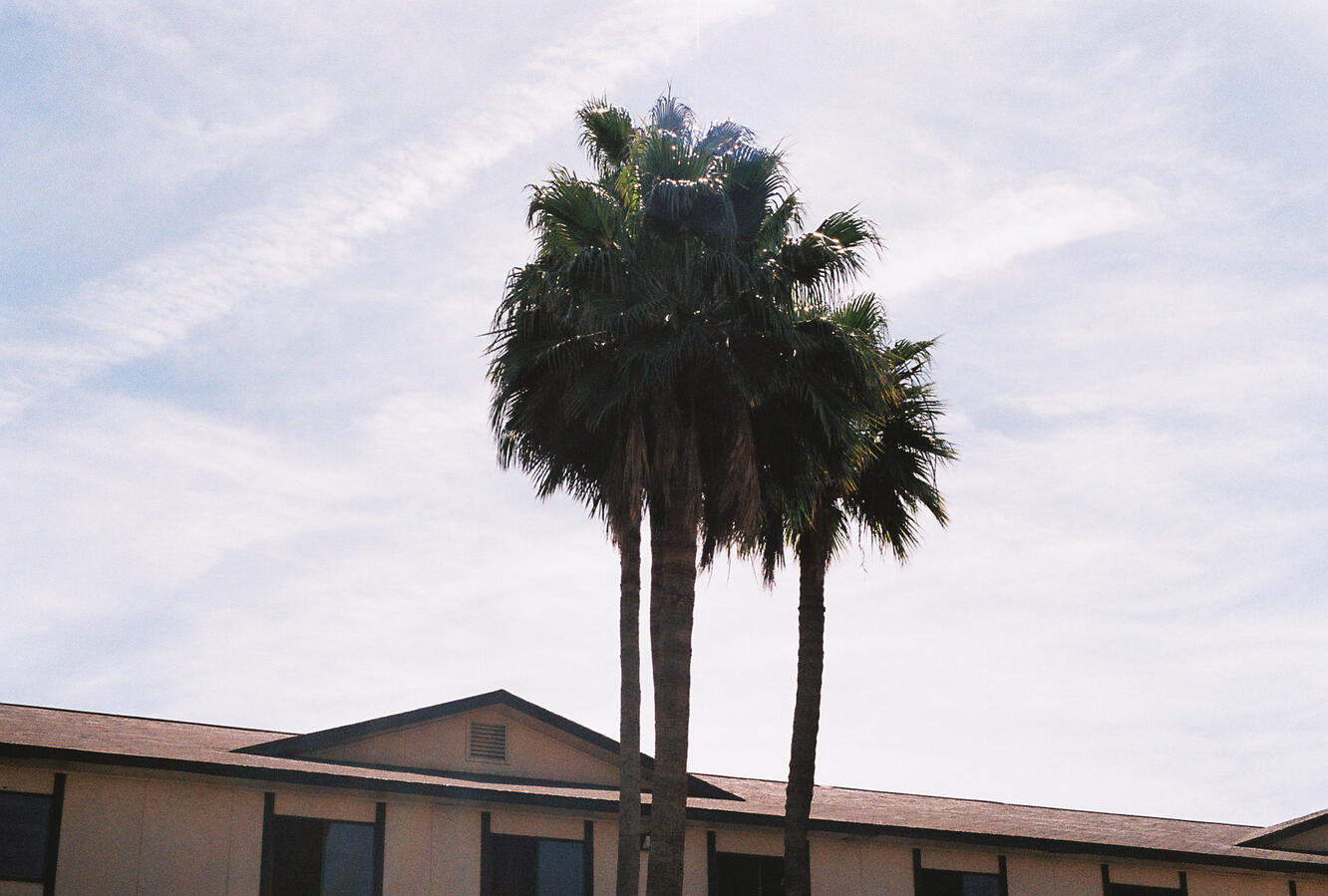 Palm Tree Palm Tree