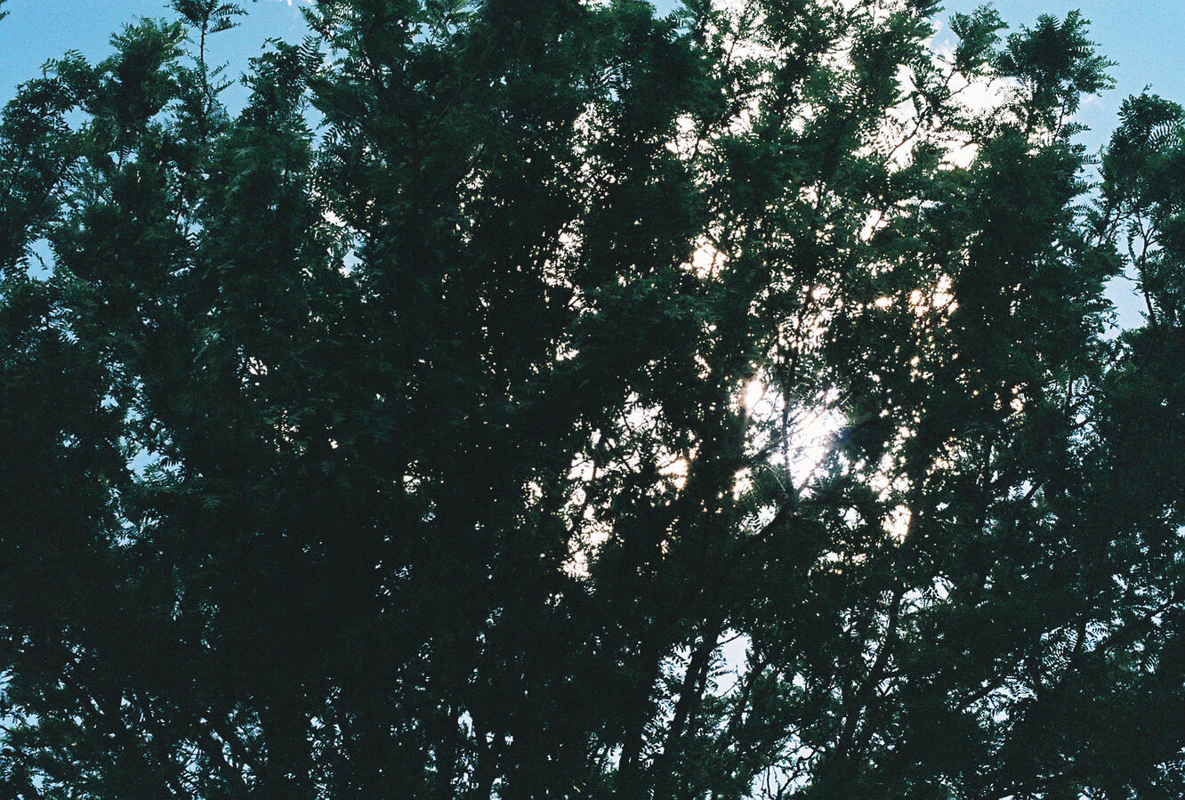 Tree Tree