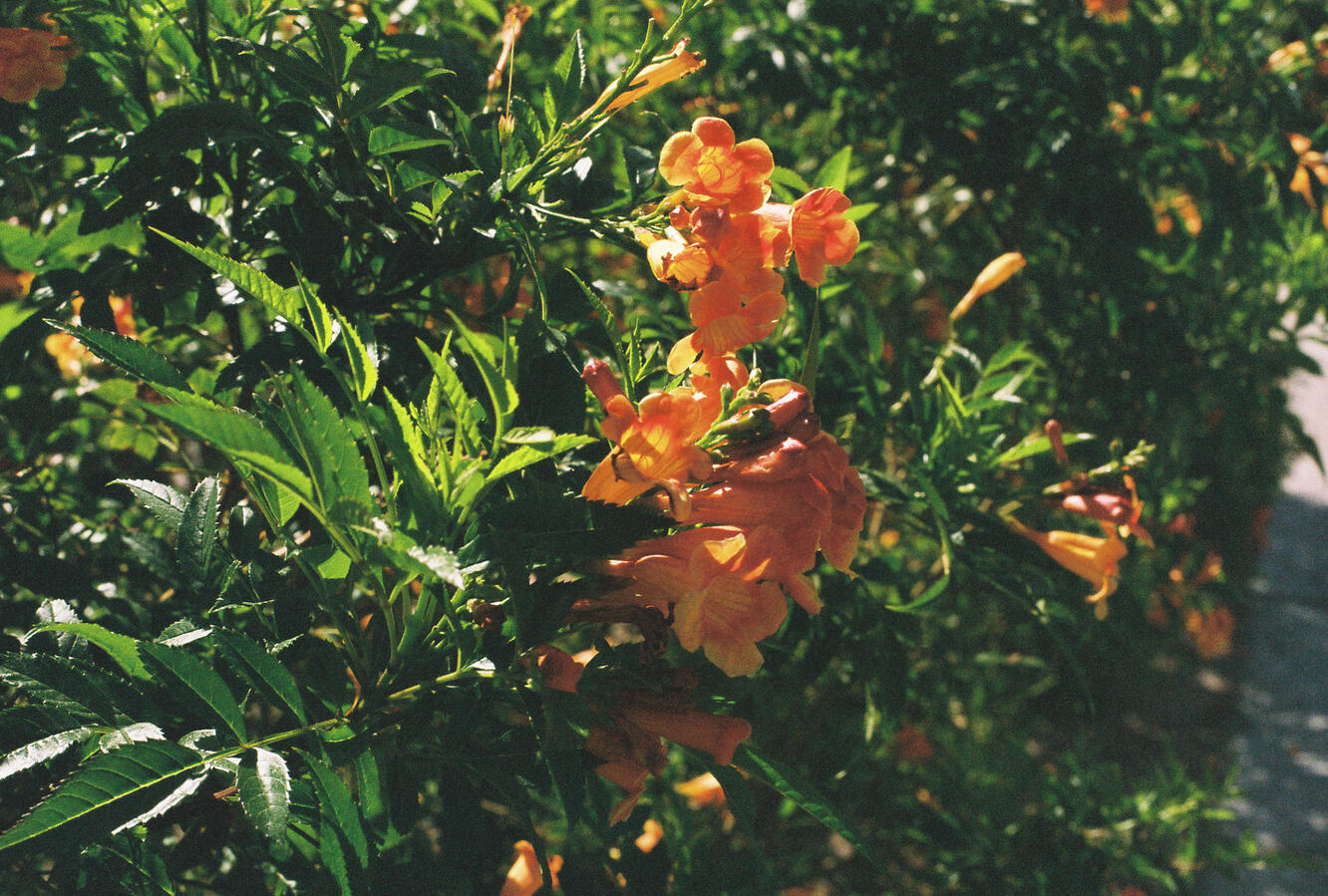 Flowers Flowers